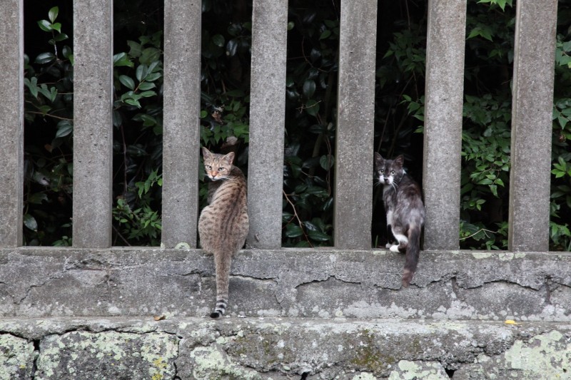 Cats in Mishima Taisha