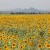 Sunflower field in Kasaoka Bay reclaimed land