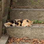 A cat in Tomonoura