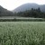 Buckwheat field in Fukushima, Inawashiro