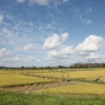 Rice paddy in Osyu, Iwate.