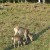 Hokkaido Sika Deer in Shiretoko