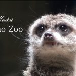 How about Meercat @Ueno zoo?