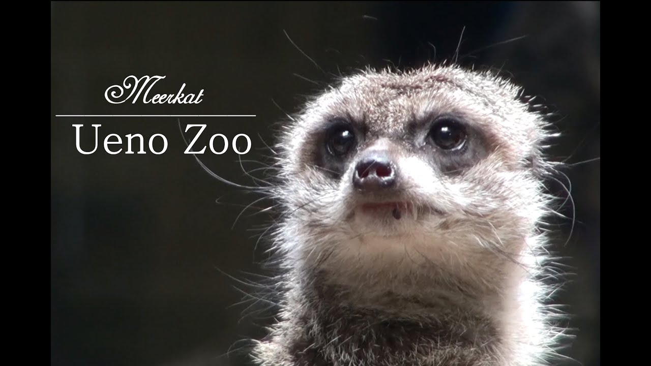 How about Meercat @Ueno zoo?